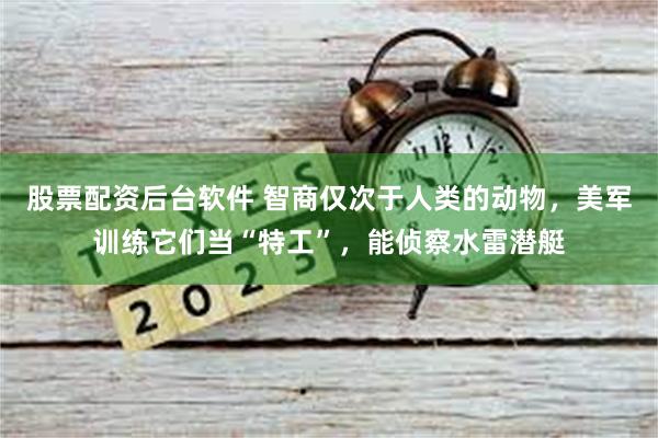 股票配资后台软件 智商仅次于人类的动物，美军训练它们当“特工”，能侦察水雷潜艇