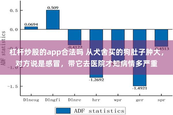 杠杆炒股的app合法吗 从犬舍买的狗肚子肿大，对方说是感冒，带它去医院才知病情多严重