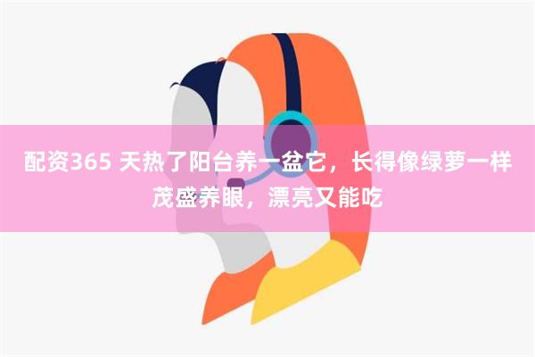 配资365 天热了阳台养一盆它，长得像绿萝一样茂盛养眼，漂亮又能吃